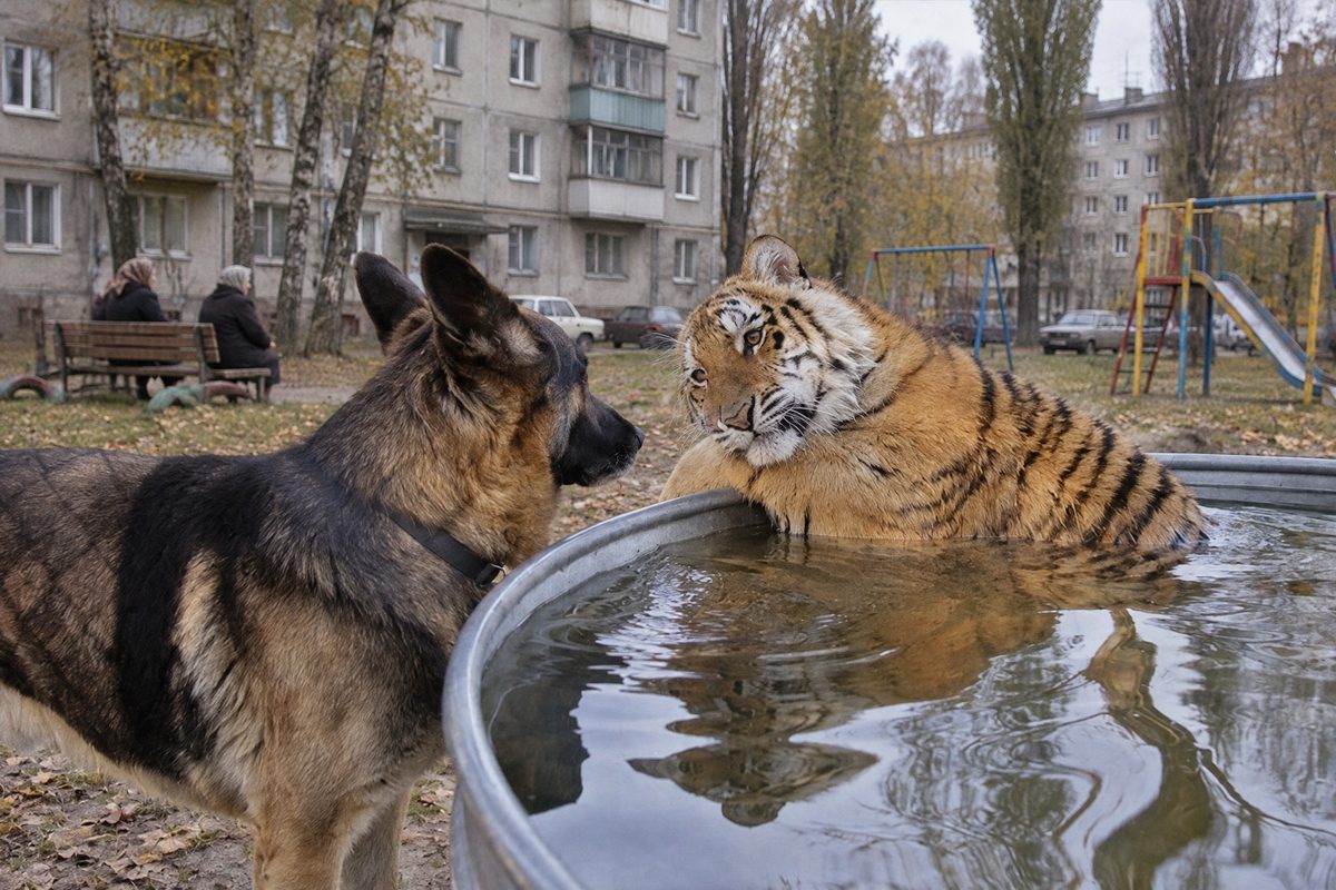 Тигр в бассейне и овчарка во дворе хрущёвки с бабушками на лавочке — фон заменён нейросетью GPT Image 2.5