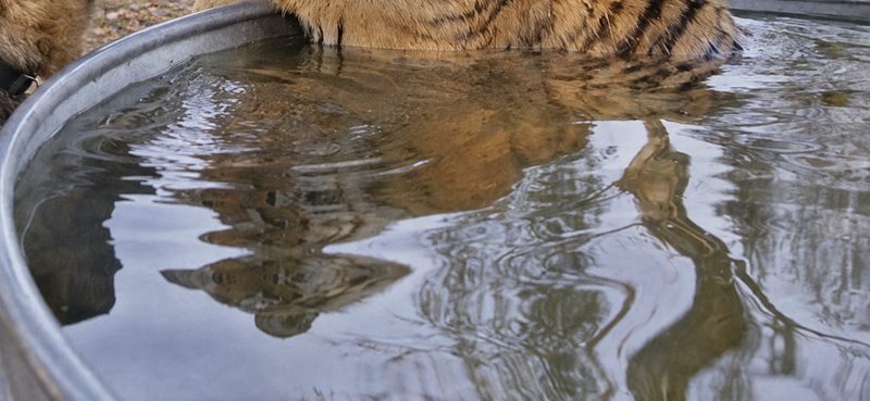 Вода у GPT Image 2.5: отражение серое, как пасмурное небо