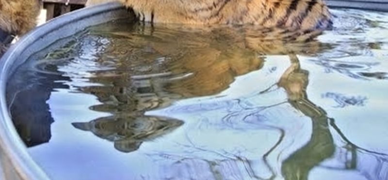 Вода у Nano Banana Pro: в отражении осталось голубое небо зоопарка